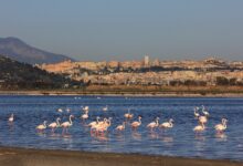 Fenicotteri nel parco di Molentargius, Cagliari