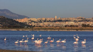 Fenicotteri nel parco di Molentargius, Cagliari