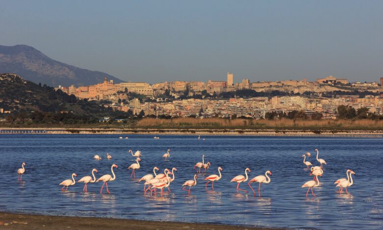 Fenicotteri nel parco di Molentargius, Cagliari