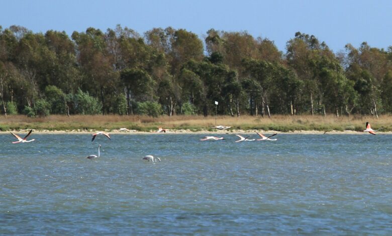 Fenicotteri nella laguna di Cabras, Oristano