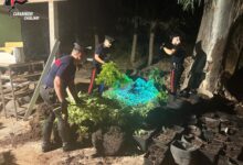 I Carabinieri durante il sequestro delle piante di cannabis