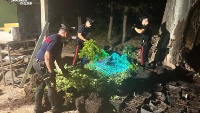 I Carabinieri durante il sequestro delle piante di cannabis