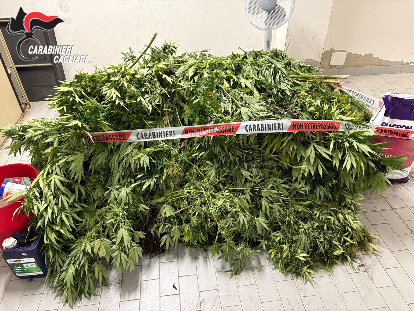 Le piante di cannabis sequestrate dai Carabinieri