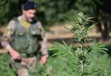 Una pianta di cannabis in primo piano e, sullo sfondo, un carabiniere in mimetica