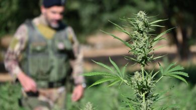 Una pianta di cannabis in primo piano e, sullo sfondo, un carabiniere in mimetica
