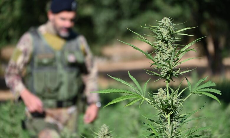 Una pianta di cannabis in primo piano e, sullo sfondo, un carabiniere in mimetica