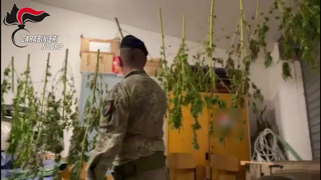 Carabiniere tra le piante, immagine originale pubblicata da Studio96 Informazione